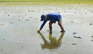 nong dan lo lang