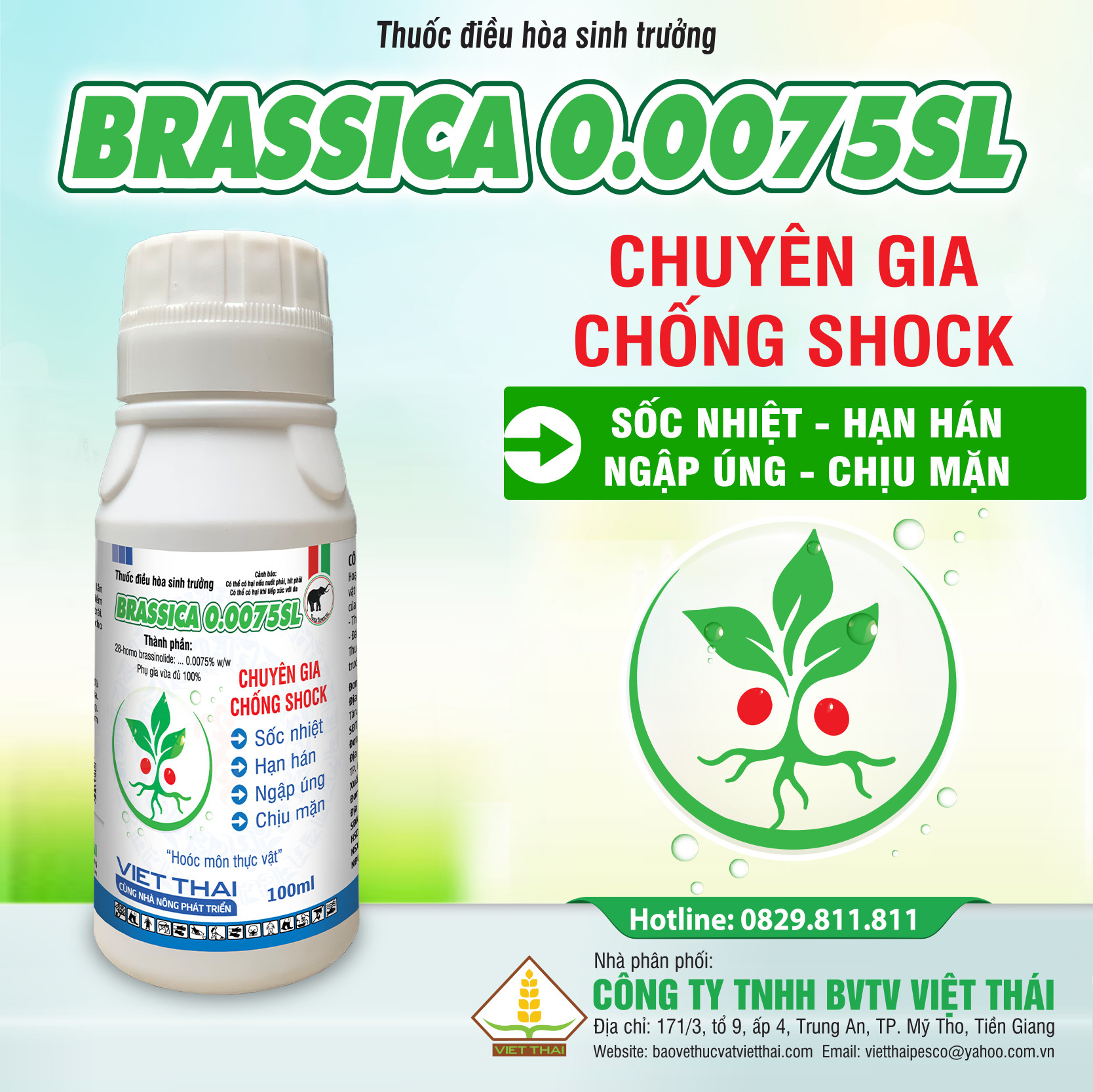 Brassica 00075SL