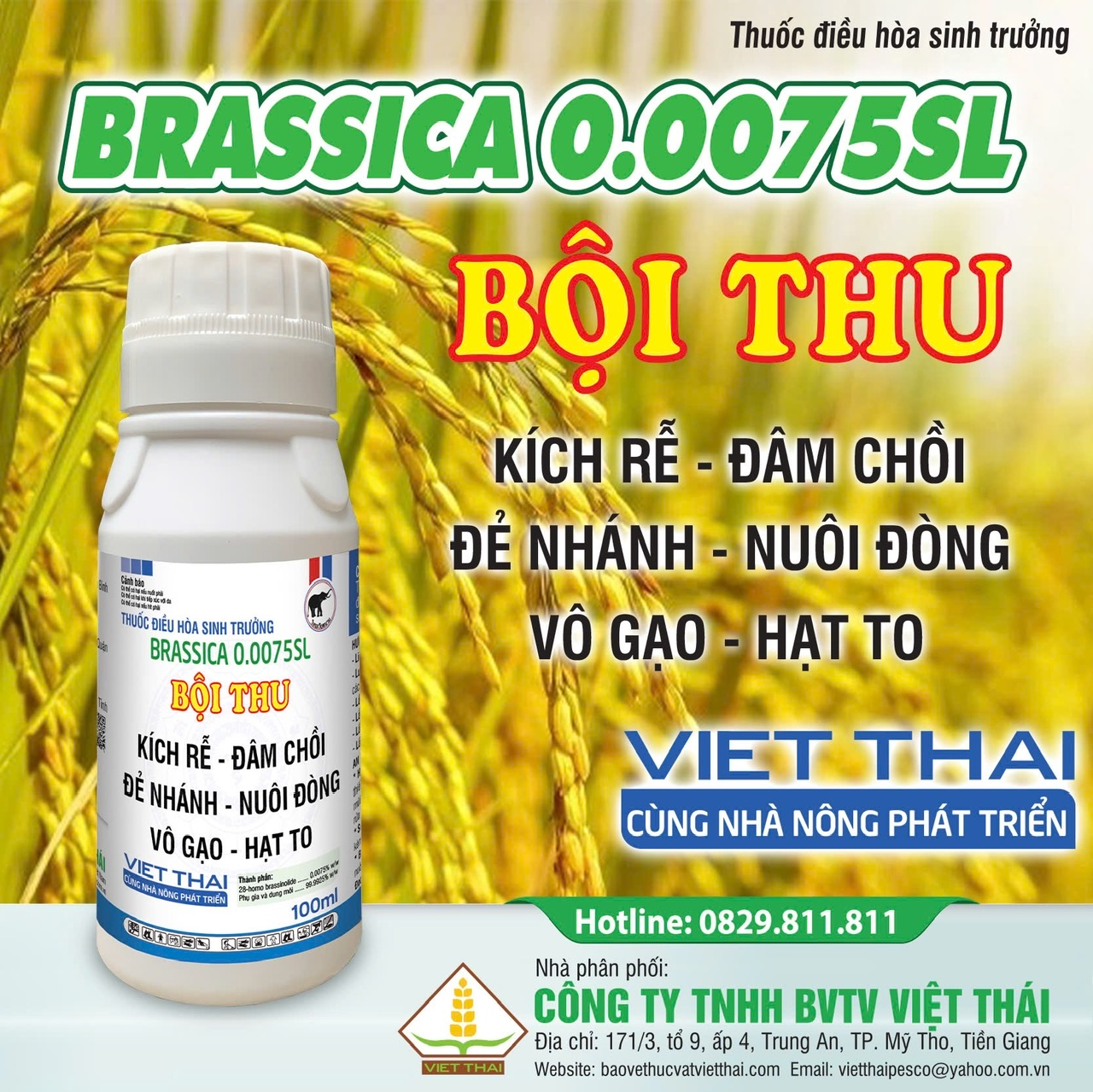 Brassica bội thu